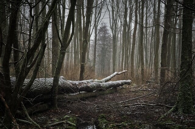 foto bos